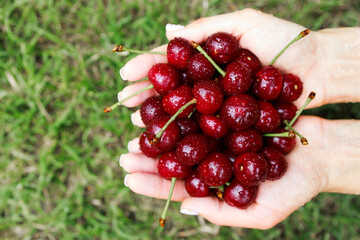 fresh cherry in the woman hands, against a background of grass, the concept of healthy nutrition and vitamins