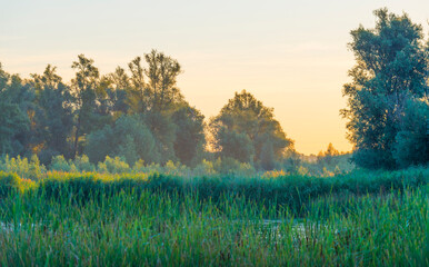 The edge of a lake with reed and colorful wild flowers at sunrise in an early summer morning under a blue sky, Almere, Flevoland, The Netherlands, July 31, 2020