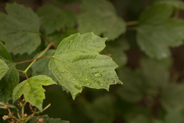 green leaves of a tree