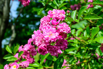 Obraz premium Bush with many delicate vivid pink magenta rose in full bloom and green leaves in a garden in a sunny summer day, beautiful outdoor floral background photographed with soft focus.