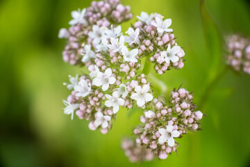 Beautiful white wildflower on a green background.