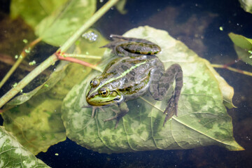 Common frog, Rana temporaria, singing on water with dirty green leaves and dust, in a lake in a sunny summer day.