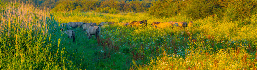 Horses along the edge of a lake with reed and colorful wild flowers at sunrise in an early summer morning under a blue sky, Almere, Flevoland, The Netherlands, July 31, 2020 © Naj