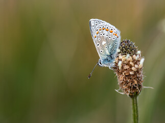 Common blue butterfly (Polyommatus icarus). Photo taken in Co Louth, Ireland.