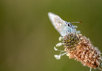 Common blue butterfly (Polyommatus icarus). Photo taken in Co Louth, Ireland.