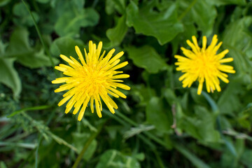 Two fresh vivid yellow dandelion or Taraxacum flowers and green leaves in a spring garden on green blurred background.