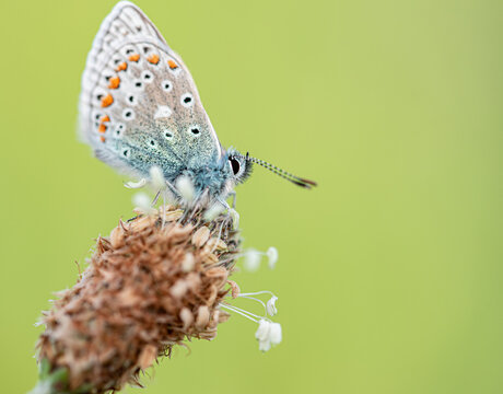 Common blue butterfly (Polyommatus icarus). Photo taken in Co Louth, Ireland.