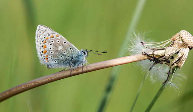 Common blue butterfly (Polyommatus icarus). Photo taken in Co Louth, Ireland.