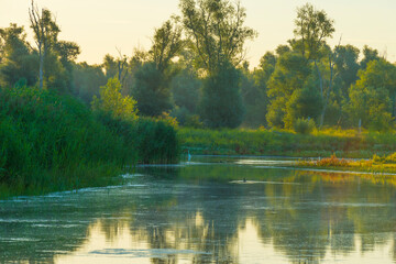 The edge of a lake with reed and colorful wild flowers at sunrise in an early summer morning under a blue sky, Almere, Flevoland, The Netherlands, July 31, 2020