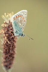 Common blue butterfly (Polyommatus icarus). Photo taken in Co Louth, Ireland.