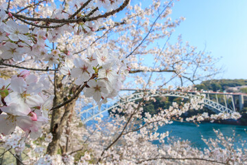 Cherry blossom season on spring at Saikaibashi Park in Saikai, Nagasaki prefecture, JAPAN