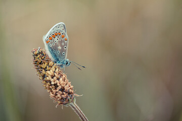 Common blue butterfly (Polyommatus icarus). Photo taken in Co Louth, Ireland.
