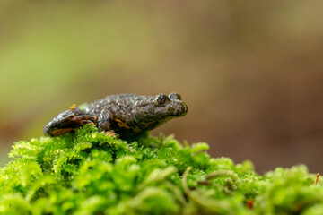 The yellow-bellied toad (Bombina variegata) belongs to the order Anura, the archaeobatrachial family Bombinatoridae. The yellow-bellied toad (Bombina variegata) on the green moss.
