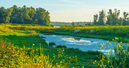 Horses along the edge of a lake with reed and colorful wild flowers at sunrise in an early summer morning under a blue sky, Almere, Flevoland, The Netherlands, July 31, 2020 © Naj