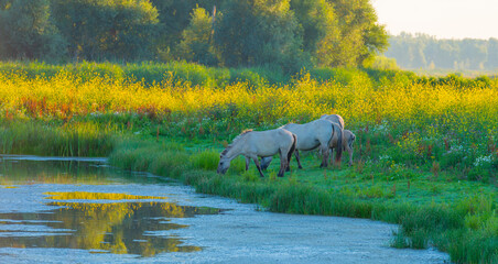Horses along the edge of a lake with reed and colorful wild flowers at sunrise in an early summer morning under a blue sky, Almere, Flevoland, The Netherlands, July 31, 2020 © Naj