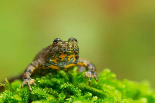 The yellow-bellied toad (Bombina variegata) belongs to the order Anura, the archaeobatrachial family Bombinatoridae. The yellow-bellied toad (Bombina variegata) on the green moss.