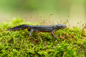 The alpine newt (Ichthyosaura alpestris) is a species of newt native to continental Europe. Closeup photo of mature male European alpine newt Ichthyosaura alpestris (Amphibia; Urodela; Salamandridae)