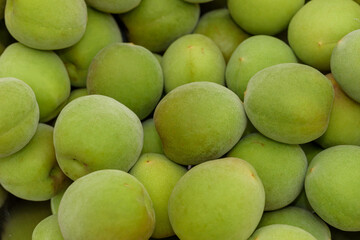 Harvested Green Japanese apricot fruit, Young fruits of Ume