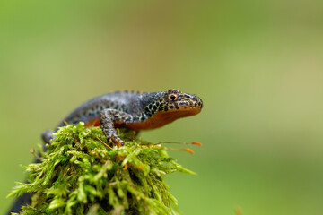 The alpine newt (Ichthyosaura alpestris) is a species of newt native to continental Europe. Closeup photo of mature male European alpine newt Ichthyosaura alpestris (Amphibia; Urodela; Salamandridae)