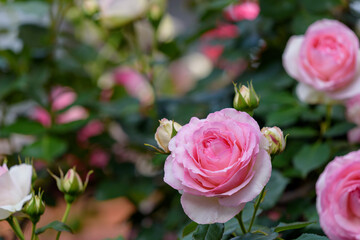 Pink roses flowers and buds