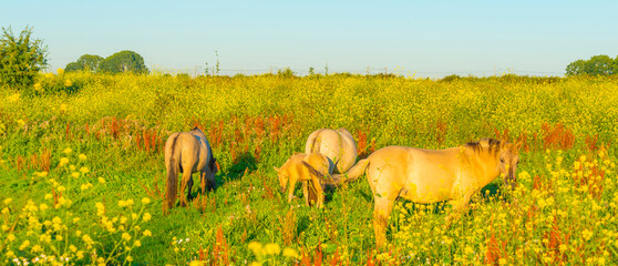 Horses along the edge of a lake with reed and colorful wild flowers at sunrise in an early summer morning under a blue sky, Almere, Flevoland, The Netherlands, July 31, 2020 © Naj