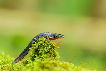 The alpine newt (Ichthyosaura alpestris) is a species of newt native to continental Europe. Closeup photo of mature male European alpine newt Ichthyosaura alpestris (Amphibia; Urodela; Salamandridae)