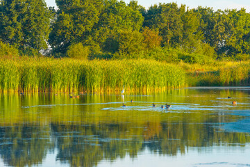 The edge of a lake with reed and colorful wild flowers at sunrise in an early summer morning under a blue sky, Almere, Flevoland, The Netherlands, July 31, 2020