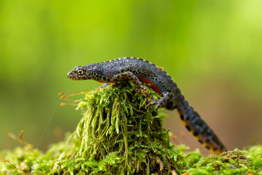 The alpine newt (Ichthyosaura alpestris) is a species of newt native to continental Europe. Closeup photo of mature male European alpine newt Ichthyosaura alpestris (Amphibia; Urodela; Salamandridae)