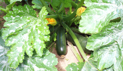 Young squash grows on the farm bed.
