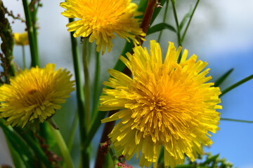Close-up of yellow dandelion flowers against blue sky background.