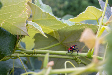 Closeup of spotted lantern fly  nymph on grapevine