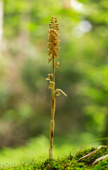Neottia nidus-avis, the bird's-nest orchid, is a non-photosynthetic orchid, native to Europe. Wild orchids (Neottia nidus-avis).