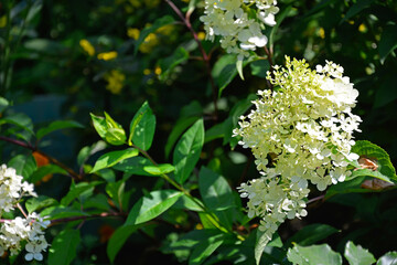 Hydrangea grows in a flower bed. Flowering shrubs in the garden design. Beautiful summer landscape on a summer day.