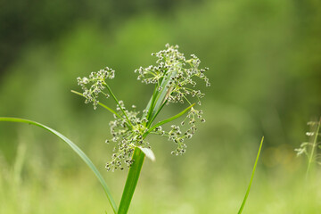 Scirpus sylvaticus is a species of flowering plant in the Cyperaceae family. - obrazy, fototapety, plakaty