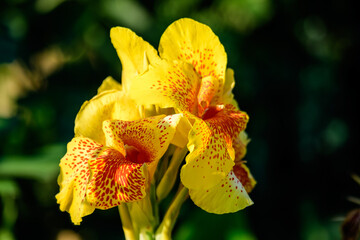 Fototapeta na wymiar Vivid yellow and red flowers of Canna indica, commonly known as Indian shot, African or purple arrowroot, edible canna or Sierra Leone arrowroot, in soft focus, in a garden in a sunny summer day.