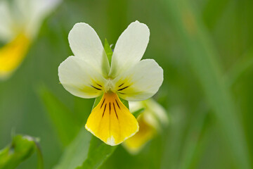 Obraz premium Wild violet Viola tricolor in full bloom. Flower of wild violet Viola tricolor close up. Heartsease (Viola tricolor).