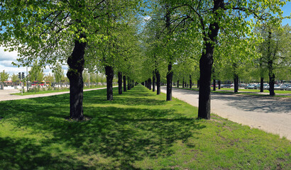Norrkoeping Alle of trees