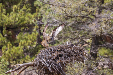 Osprey Bringing Fish
