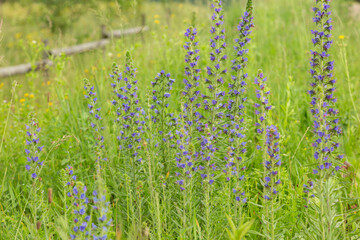 Echium vulgare — known as viper's bugloss and blueweed — is a species of flowering plant in the borage family Boraginaceae. 