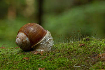 Big snail in shell crawling on road, summer day. Helix pomatia, common names the Roman snail, Burgundy snail, edible snail or escargot, is a species in the family Helicidae.