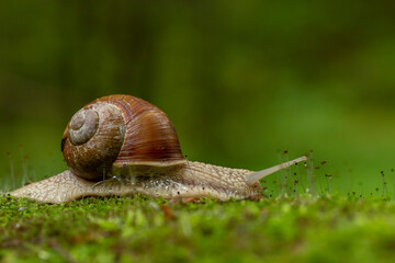Big snail in shell crawling on road, summer day. Helix pomatia, common names the Roman snail, Burgundy snail, edible snail or escargot, is a species in the family Helicidae.