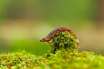 Close-up of a male Carpathian newt (Lissotriton montandoni). The Carpathian newt, or Montadon's newt, (Lissotriton montandoni) is a species of salamander in the family Salamandridae.