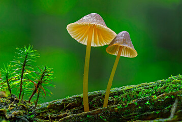 Mycena renati, commonly known as the beautiful bonnet is a species of mushroom in the family Mycenaceae. The world of mushrooms. full focus.