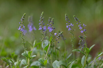 Blue flower Veronica officinalis is a perennial medicinal plant of the family Plantaginaceae. Heath...