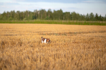 Jack Russell Terrier runs across a mown field.