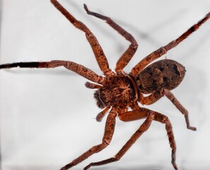 Macro photography of a large Huntsman Spider caught in my sons bedroom on the wall in Sydney...