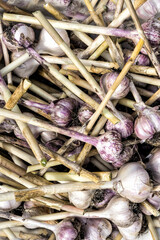 Fresh garlic collected from the garden with cut stems