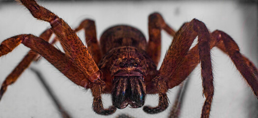 Macro photography of a large Huntsman Spider caught in my sons bedroom on the wall in Sydney Australia