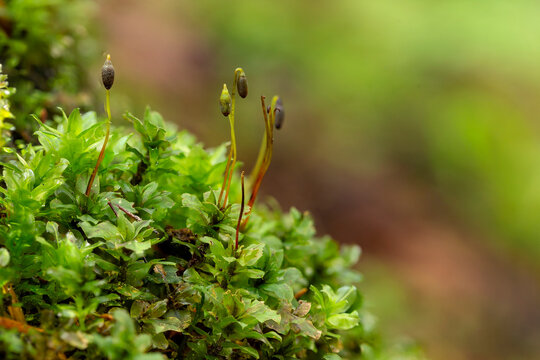 Green moss Mnium sp., сlose-up. 