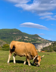 cow in the mountains